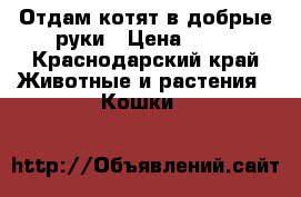 Отдам котят в добрые руки › Цена ­ 10 - Краснодарский край Животные и растения » Кошки   